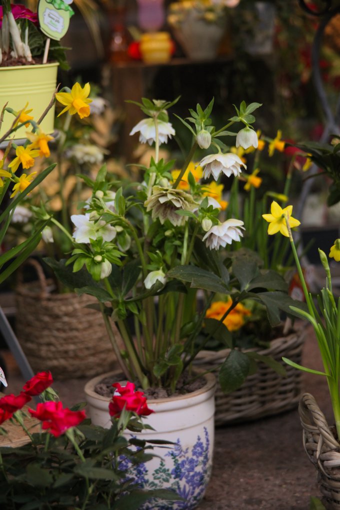 Un parfum de souvenir et de tendresse photo 4